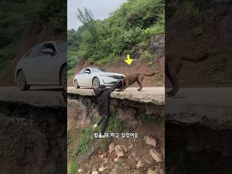 충성스러운 강아지를 둔 운 좋은 소년