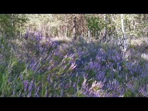 Wrzosowisko w Puszczy Noteckiej