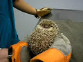 Jak dělá ježek? (Juarez) - Známka: 1, váha: velká