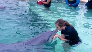 Swimming with Dolphins in Miami | Jules of the South