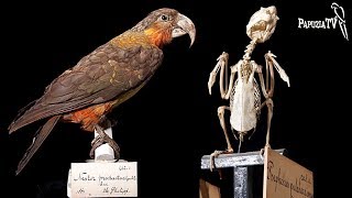 Wymarłe papugi - dlaczego i co dalej?