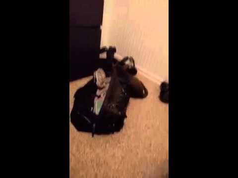 12430388 508851459297413 1481481271 n