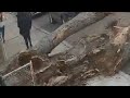 Tree falls in Bensonhurst, narrowly misses family of three