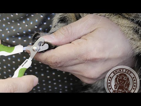 Top 5 Best Cat Nail Clippers Review in 2022 | Perfect Models for Any Budget