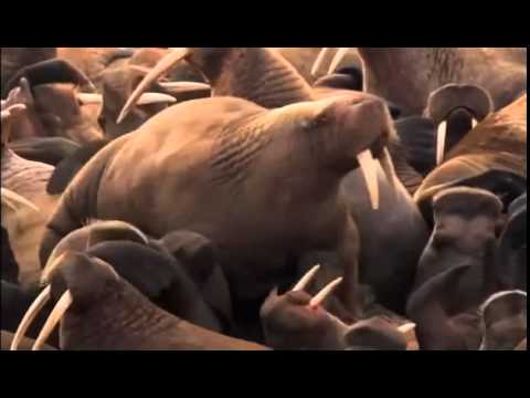 maschek - Auf nach Fuschl