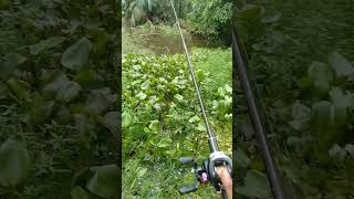 Download lagu spot rawa sungai mp3