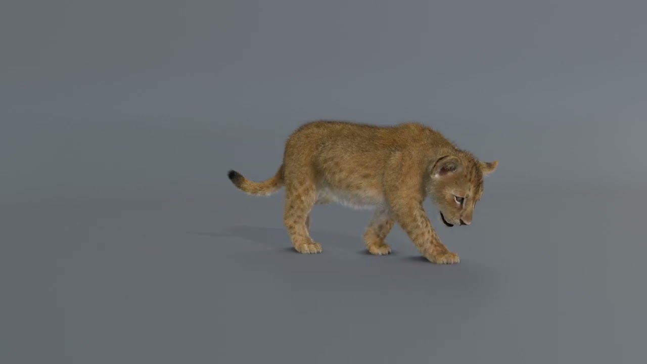 Lion Cub Rigged Animated 3D Model