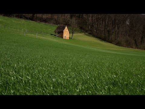 바람에 물든 여름의 기억, 힐링음악 Summer Memories Tinted by the Wind, Healing Music