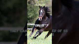 Meet The Quarter Horses , The Fastest Horse | DPFunFacts #horse #dpfunfacts #quarterhorse