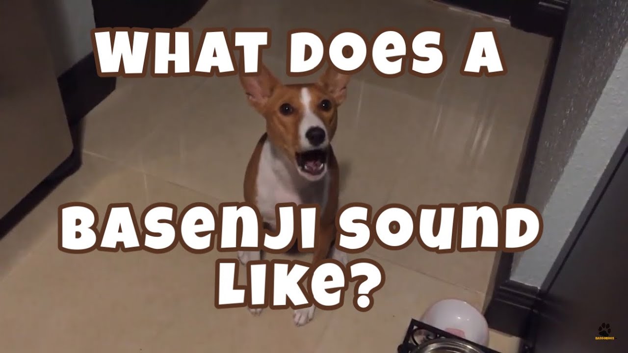 Watch video What Does a Basenji Sound Like Now What Does a Basenji Sound Like
