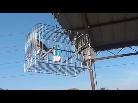 Baster Slave javrija ///Rafal utrinski