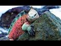 STRANGEST Creatures Of The Galapagos Islands