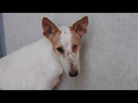 Lolly a terrified Podenca needs time and patience