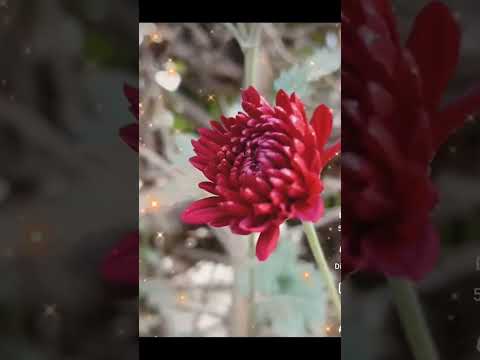 flower ❤️✨  29/10/25