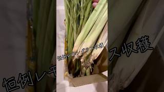 恒例レモングラス収穫