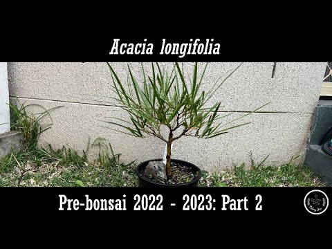 Acacia longifolia Pre-bonsai 2022 - 2023: Part 2