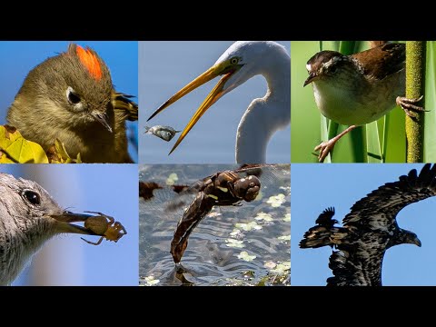 My Wildlife Photography Highlights from 2022 | ASMR