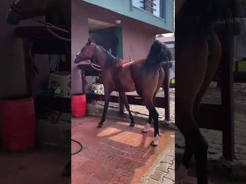 , title : 'Arap Kısrak Atı - Güzel Kısrak #atlar #binicilik'
