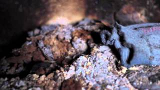 Tocotronic - Ich bin viel zu lange mit euch mitgegangen (Lambert Rework)