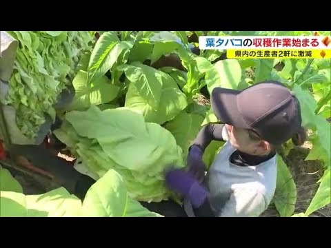 園芸 観賞用タバコ、羽付きタバコ