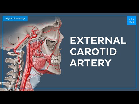 External carotid artery - Quick Anatomy | Kenhub