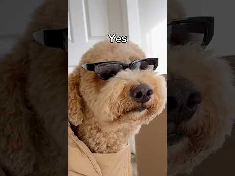 Took matters into his own paws #dogs #dogcomedy