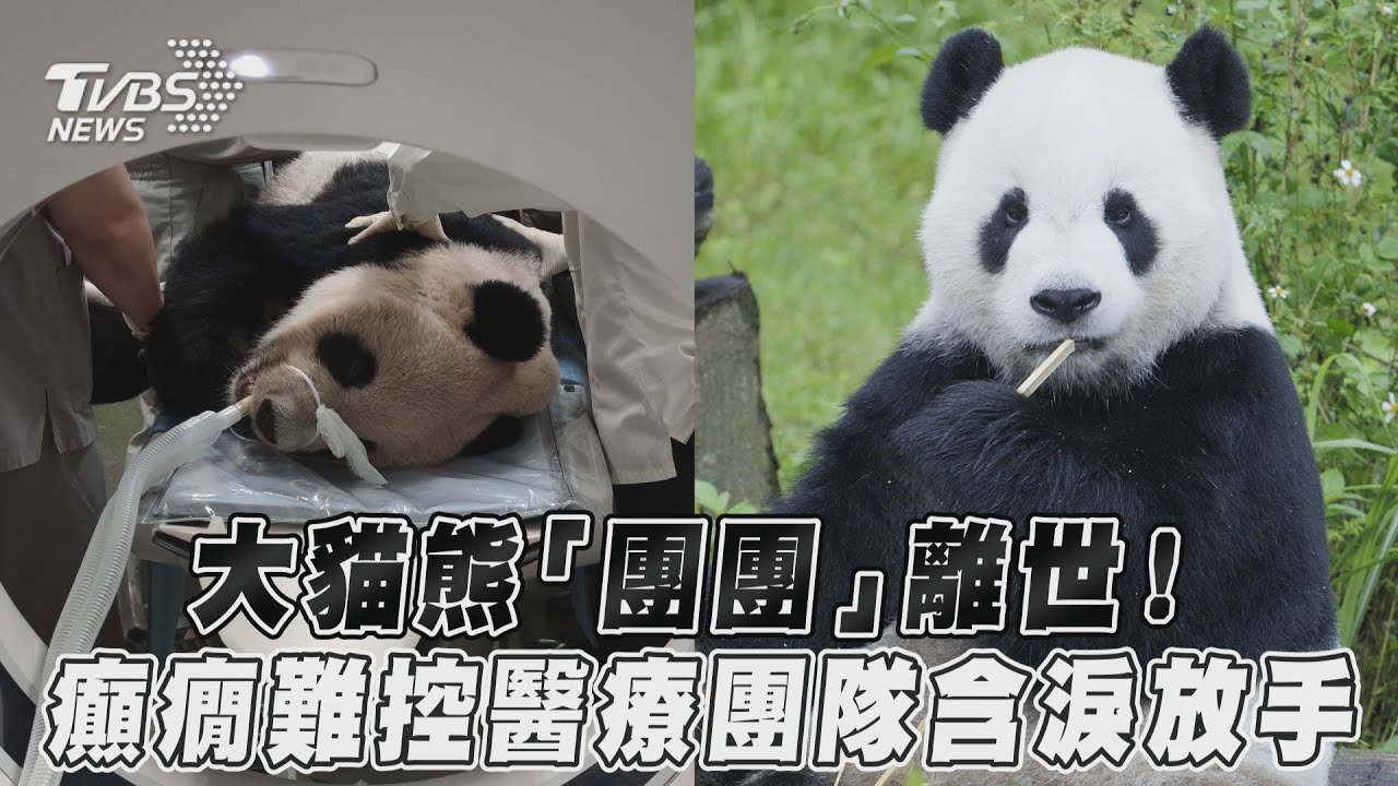 團團不痛了! 徐巧芯68字淚別:會照顧好圓仔、圓寶
