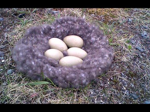 Why Icelandic Eiderdown is so expensive?