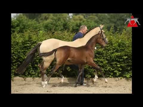 27 Disney SF v. Dark Dornik - FS Champion de Luxe