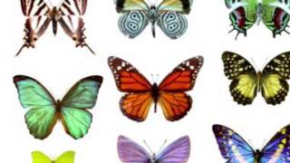 Misty Dixon - Love is Like a Butterfly