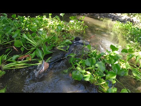 SE02EP088 Part 2 - "DALAWA LABAN sa LAHAT" sa IISANG LUNGGA - Catch & Cook | San Pablo City, Laguna