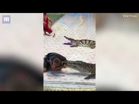 Crocodile Trainer Put His Entire Arm Into His Crocodile's Mouth, And Well...