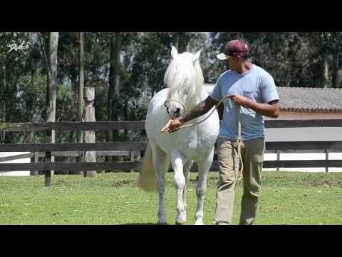 100 AMBICIOSO DA ARKAFLA