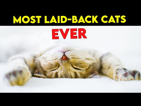 Most DOCILE and LAID-BACK Cat Breeds In The WORLD