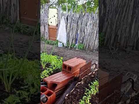 Horta em Ibaretama Ceará linda