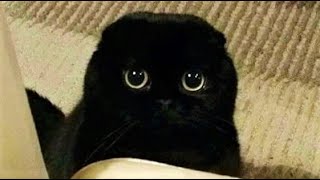 Cover art for funny animals