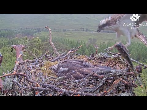 Breakfast arrives at the Loch Arkaig Osprey nest but Dorcha just sits there 11 Jun 2022