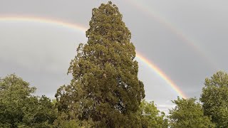 The Ascension of the Elemental Realm