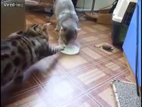 RAHU & KETU HAVING LUNCH TOGETHER