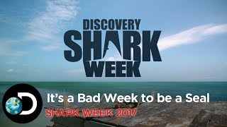It's A Bad Week To Be A Seal | Shark Week 2017