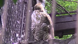 preview picture of video 'クマタカ（上野動物園）：Mountain Hawk Eagle (Ueno Zoo)'