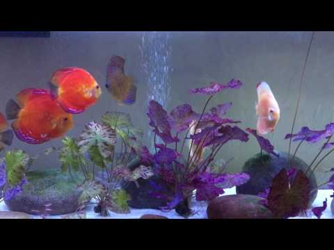 My 55gl discus fish tank