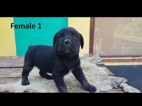 Serbian defense dog Neo x Azra