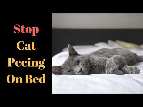 Stop Cat Peeing On Bed - The Main Reason You Need To Know