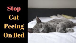 Stop Cat Peeing On Bed - The Main Reason You Need To Know