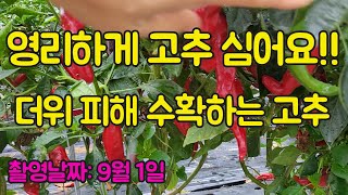 삼복 더위 피해서 영리하게 고추농사 지어봅시당~  사과나무 같은 탄저에 강한 중생종 고추 종자, 고추 농사 …