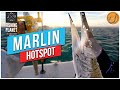 Kaiji No Ri Marlin HOTSPOT Ocean Update Fishing Planet