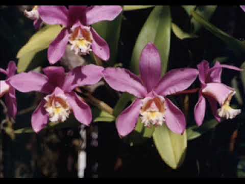 Pra Não Dizer Que Não Falei Das Flores video