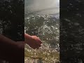 Carp release soaks me