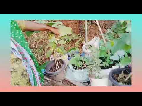 this is my first vlog pls support And Like